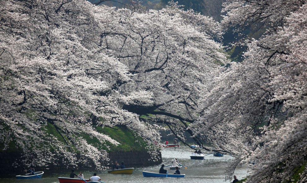 Varios visitantes montan un bote en el foso de Chidorigafuchi, mientras disfrutan de las vistas de las flores de cerezo en Tokio, Japón.- REUTERS / Issei Kato