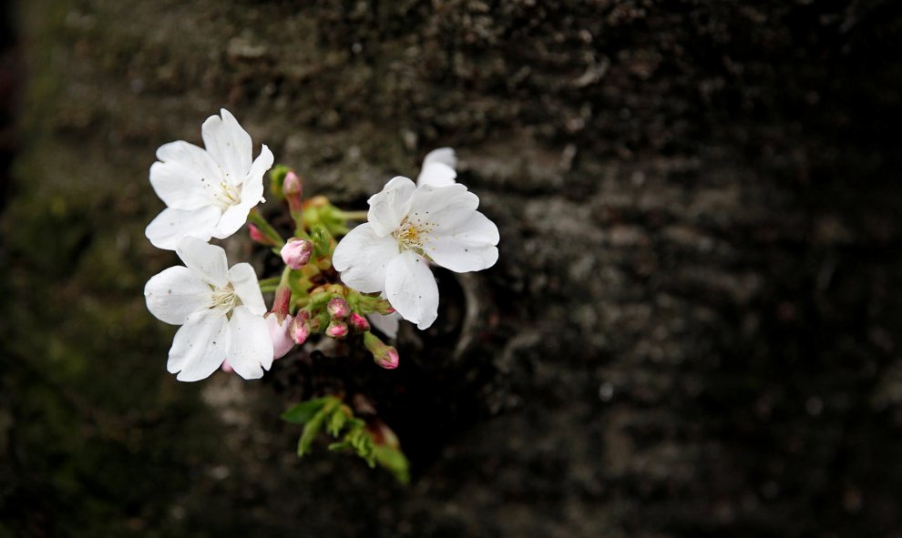 La flor de una cerezo en un parque de Tokio, Japón.- REUTERS / Toru Hanai