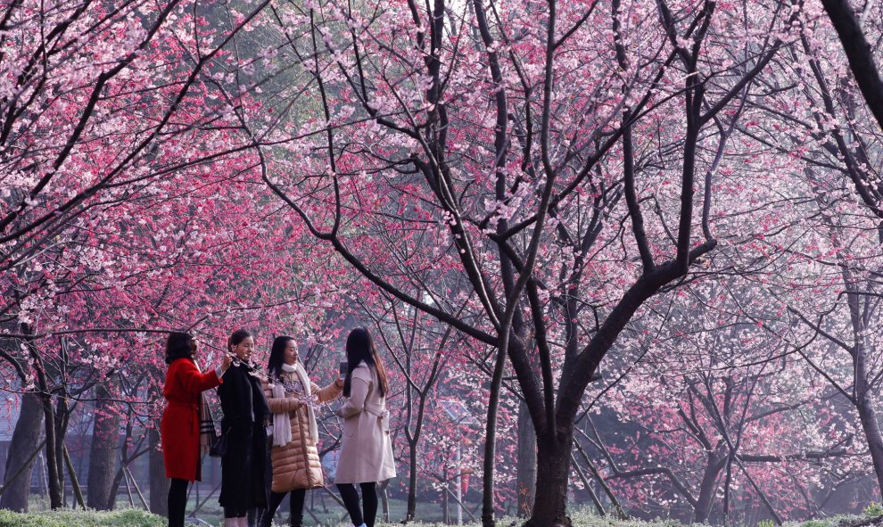 Varias visitantes hacen fotos de los cerezos en flor de Tokio, Japón.- REUTERS