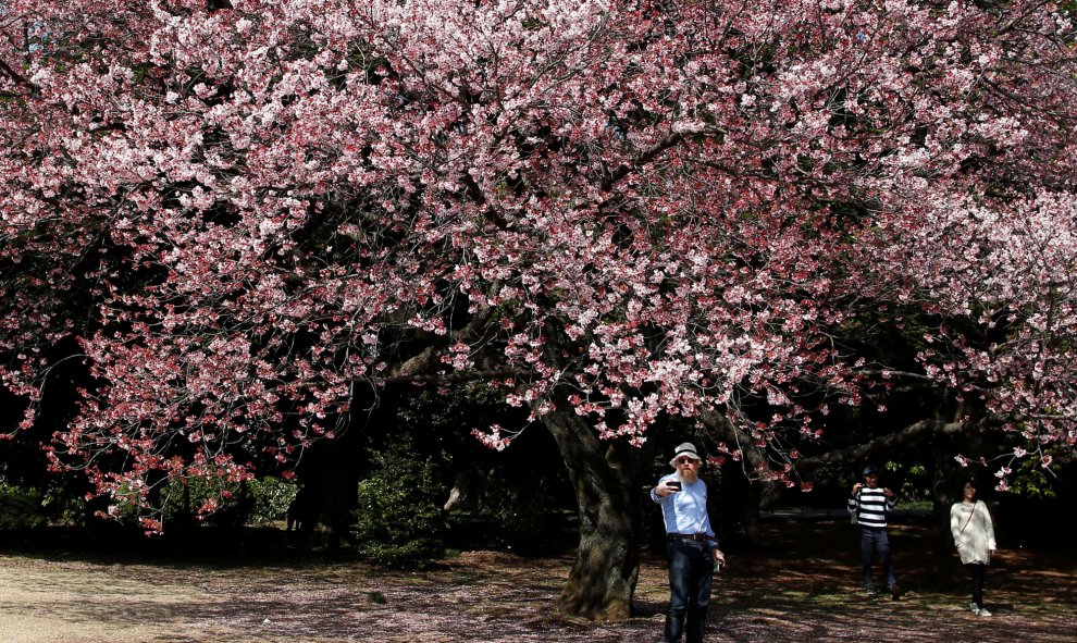 Los visitantes observan las flores del cerezo en pleno esplendor en Japón.- REUTERS/Issei Kato