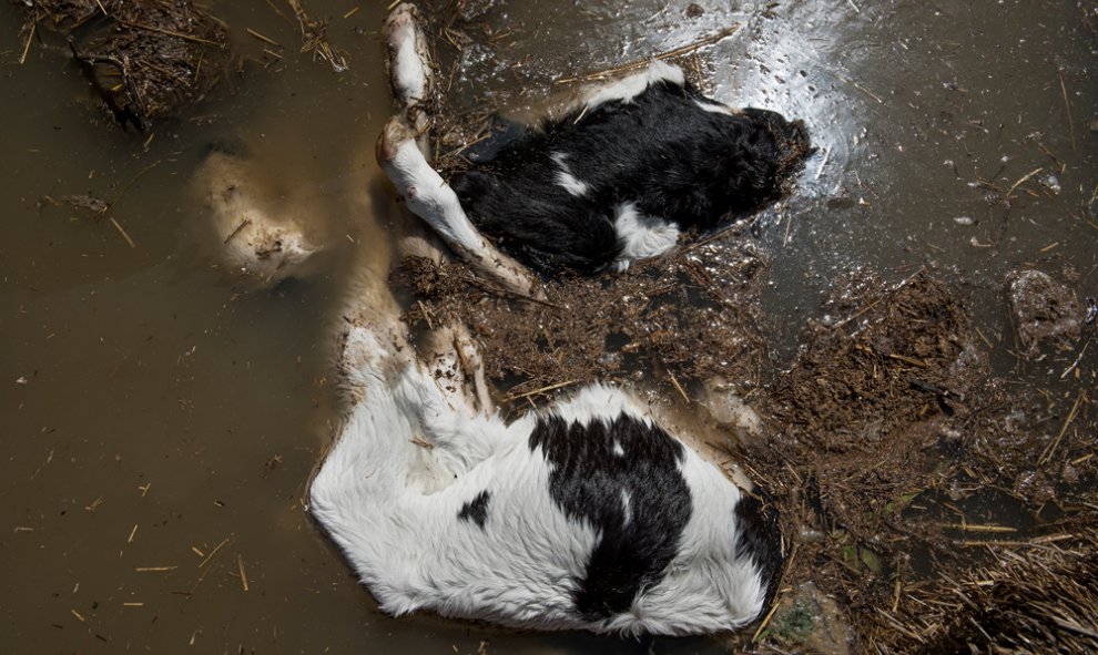 Animales atrapados y abandonados en granjas de Remolinos y Villafranca del Ebro, (Zaragoza) durante las riadas por el desbordamiento del río Ebro. AITOR GARMENDIA (TRAS LOS MUROS)
