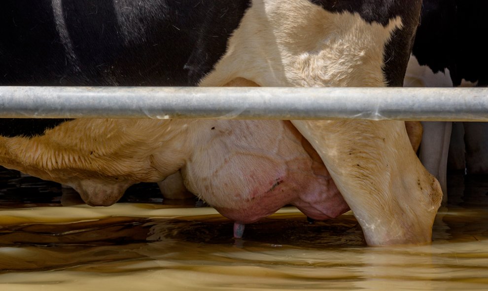 Animales atrapados y abandonados en granjas de Remolinos y Villafranca del Ebro, (Zaragoza) durante las riadas por el desbordamiento del río Ebro. AITOR GARMENDIA (TRAS LOS MUROS)
