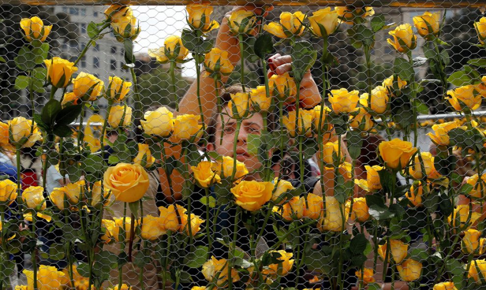 Un joven coloca una rosa amarilla en el panel que Òmnium Cultural ha instalado en la Plaça Catalunya.- EFE