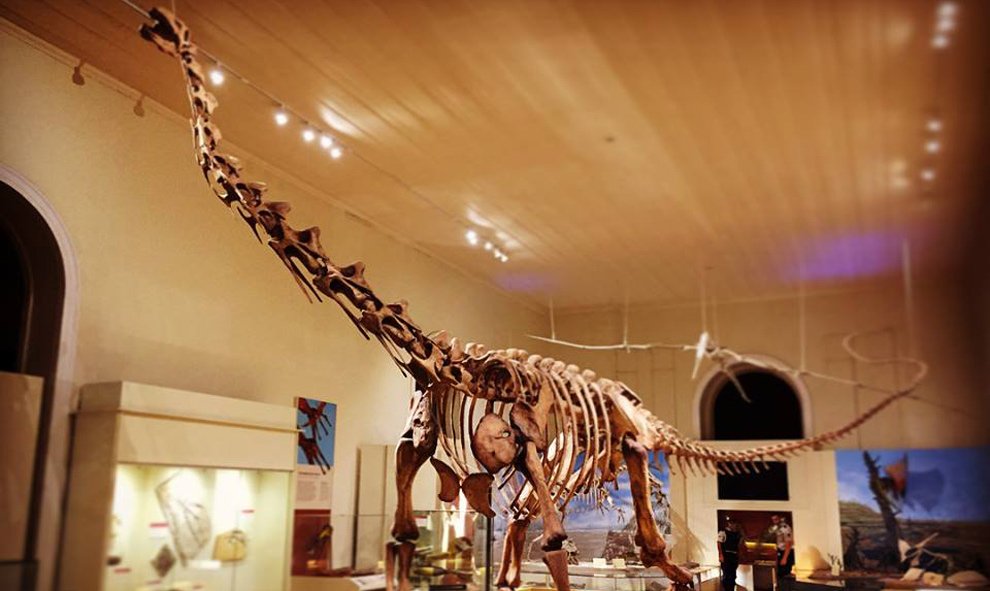 Este enorme esqueleto de dinosaurio es otra de las joyas del Museo Nacional de Brasil. Son los restos del Maxakalisaurus topai, un dinosaurio saurópodo hallado en Minas Gerais.- Museo UFRJ