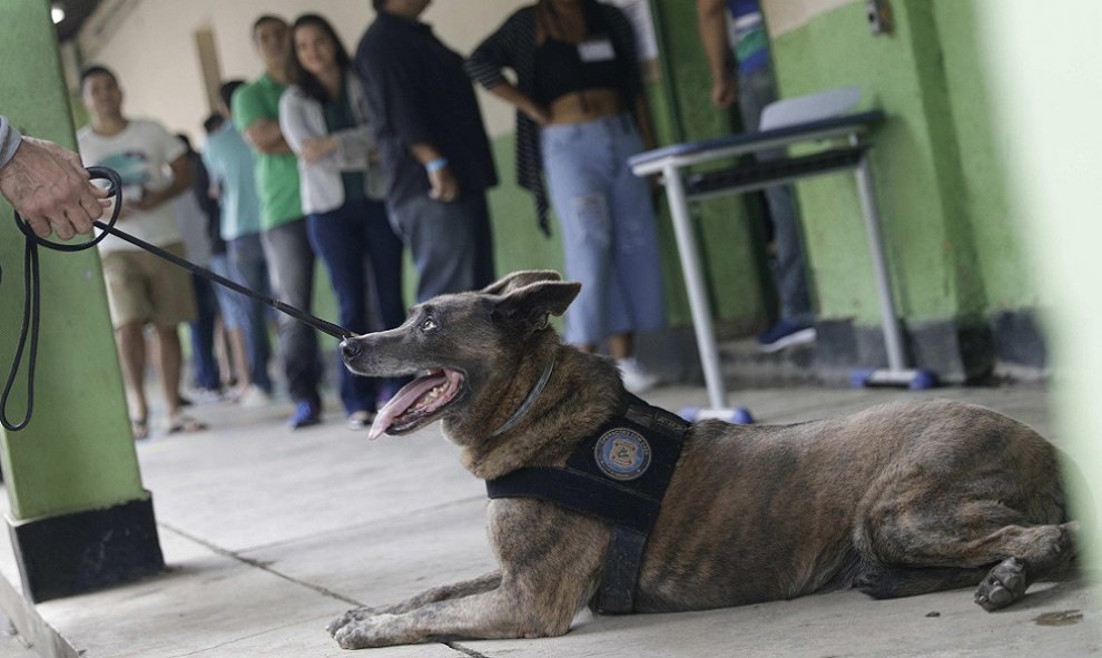 Un perro rastreador mientras la gente espera en la fila para emitir sus votos en el centro de votación en Río de Janeiro, Brasil, el 28 de octubre de 2018. REUTERS / Ricardo Moraes / Pool