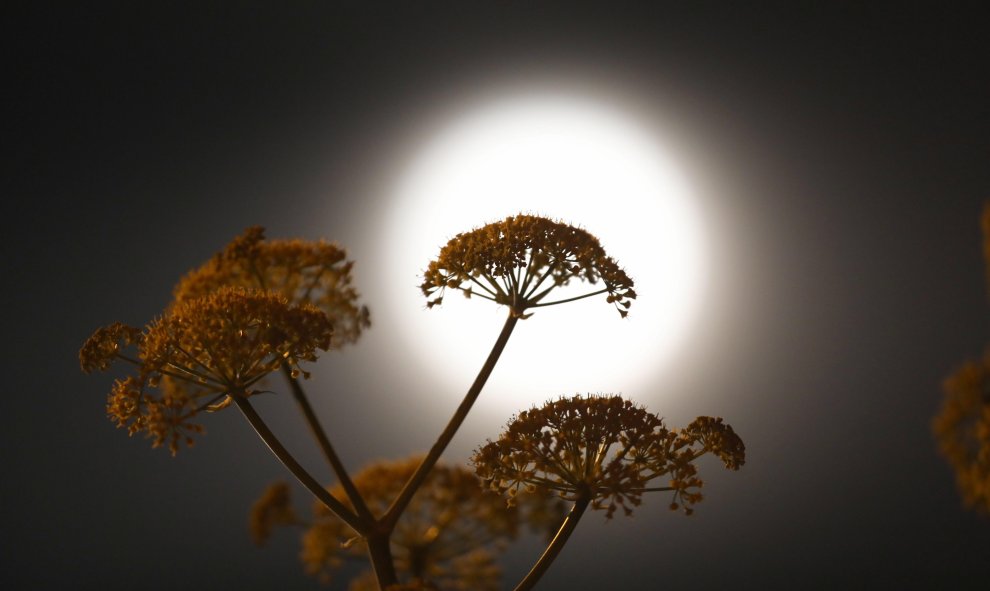 La superluna asoma entre las ramas de una planta en Nicosia (Chipre). - EFE/ Katia Christodoulou