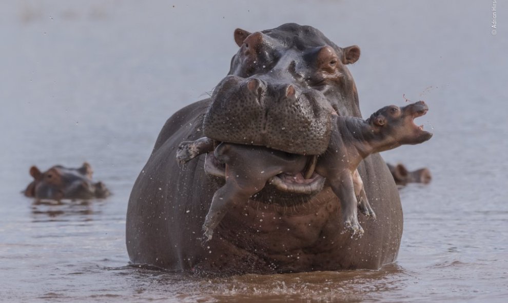Una madre de hipopótamo lleva a una de sus crías en un lago de Kariba (Zimbabue) Adrian Hirschi