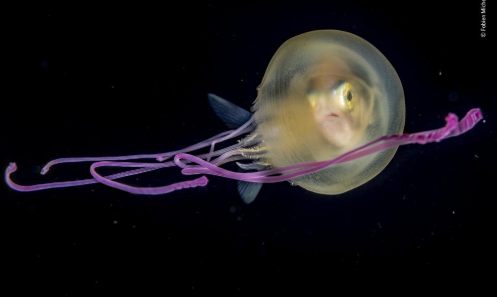Un jurel se refugia en el interior de una pequeña medusa./ Fabien Michenet