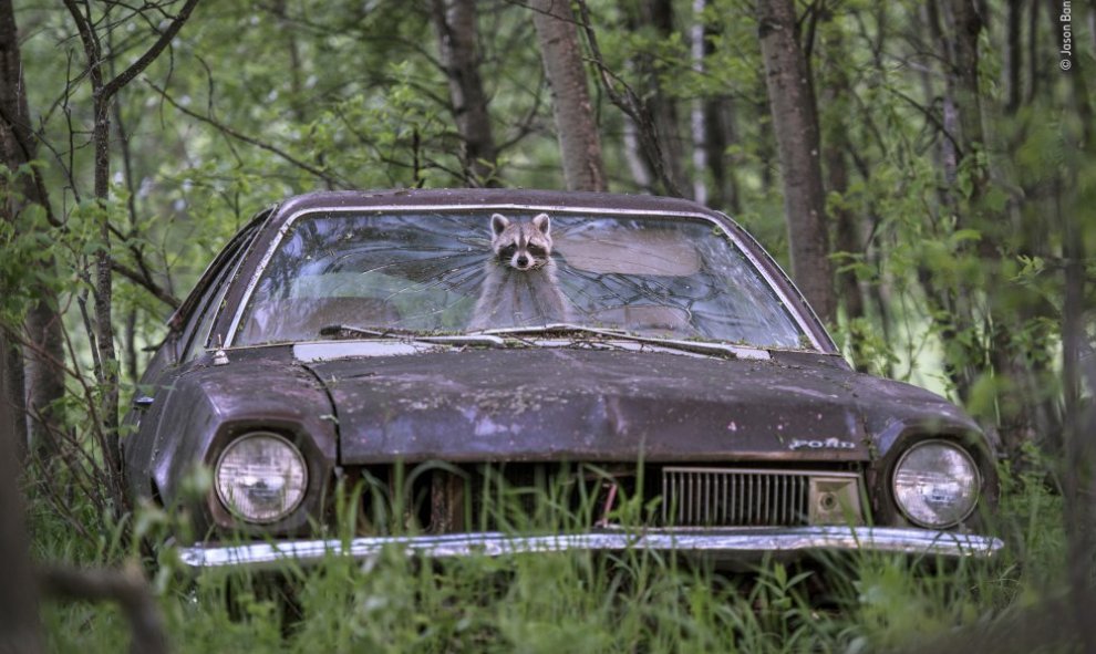 Un mapache saca su cabeza por la rotura de la luna de un coche antiguo./ Jason Bantle