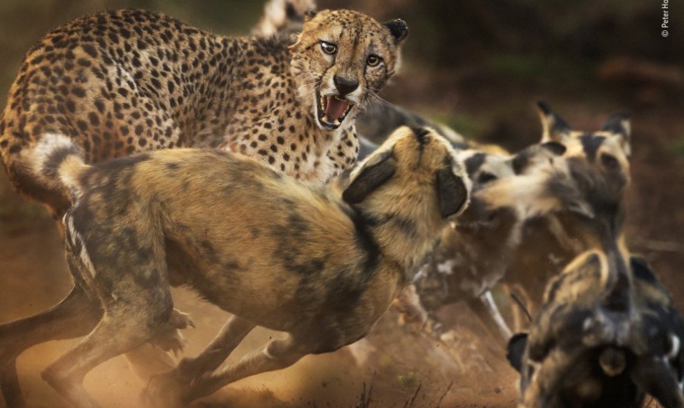 Un guepardo se defiende de los ataques de un grupo de perros salvajes africanos./ Peter Haygarth