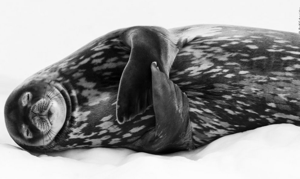 Una foca marina ('Leptonychotes weddellii') duerme profundamente en el puerto de Larse, Georgia del Sur (EEUU). /Ralf Schneider