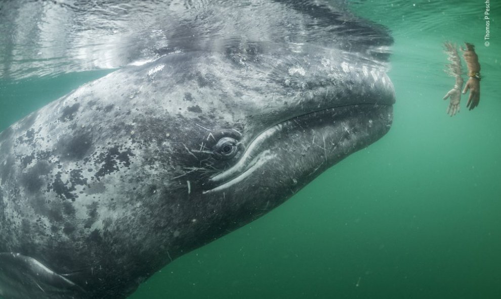 Una ballena gris se acerca a unas manos que se asoman desde la superficie en la laguna de San Ignacio (México). Thomas P. Peschak