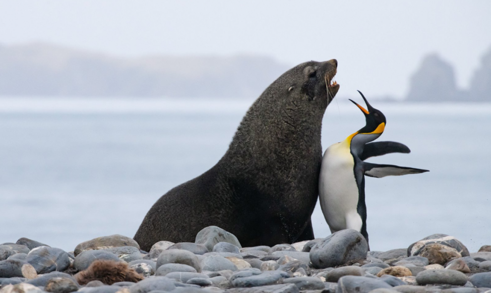 18/09/2019 - Choca colega. / The Comedy Wildlife 2019, Tomas Malgensen