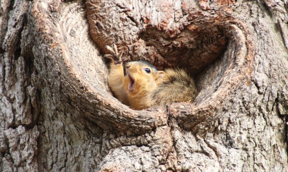 ¿Me escuchan? / The Comedy Wildlife 2019, Corey Seeman