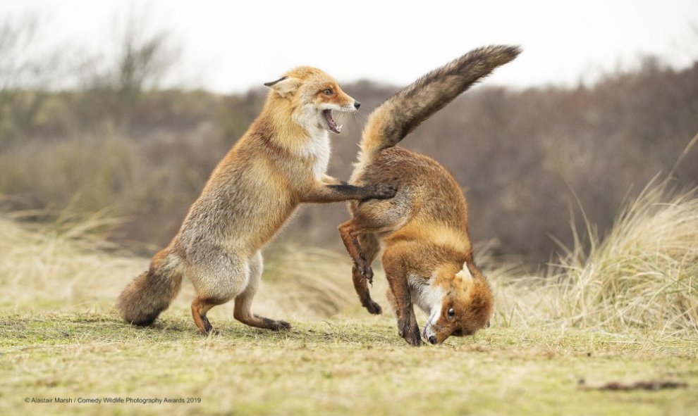 Lo mío no es bailar. / The Comedy Wildlife 2019, Alastair Marsh