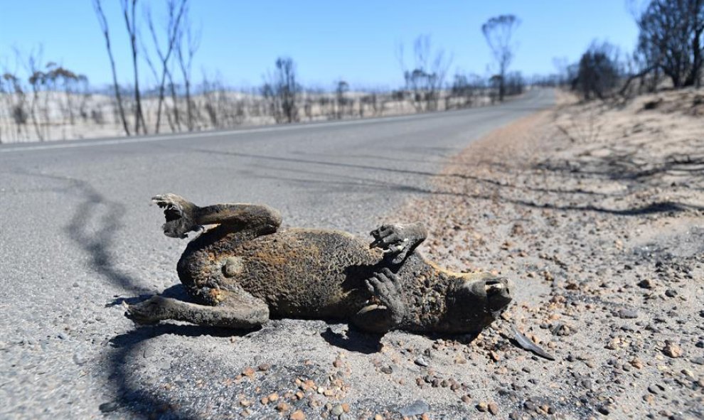 Imagen del cadáver de un koala calcinado por el fuego | EFE