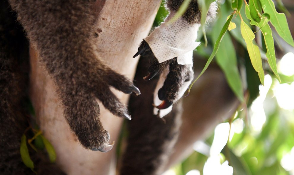 Un koala juvenil herido descansa en el refugio de vida silvestre de respuesta de emergencia en Mallacoota, Victoria. REUTERS / Tracey Nearmy