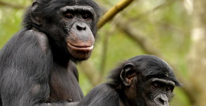 Dos ejemplares de bonobos, una especie amenazada. GPS