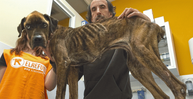 Nacho Paunero, de la protectora El Refugio, con la perra Tanita, rescatada en Valencia de Alcántara (Cáceres). EL REFUGIO