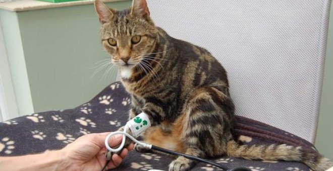 Medir la tensión arterial en los gatos puede ayudar a tratar con tiempo problemas derivados de la hipertensión / Andrew Sparkes