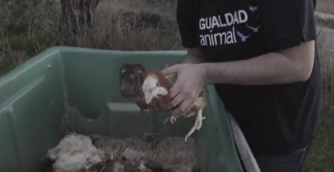 Fotograma del vídeo difundido por Igualdad Animal cuando recogen a Jane del contenedor.