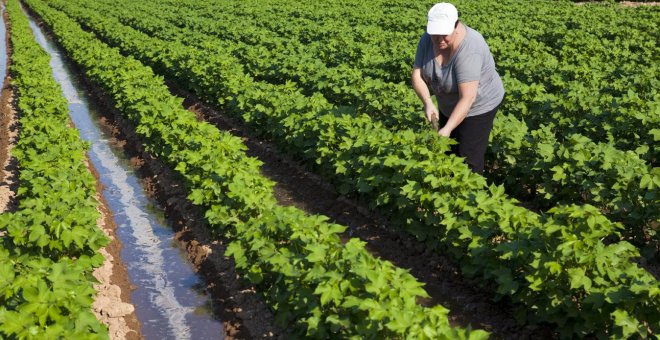 Una mujer trabajando en el campo / Instituto Andaluz de la Mujer