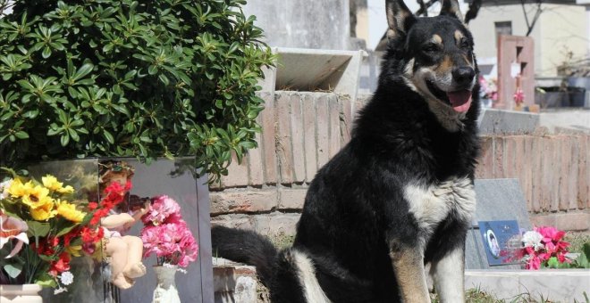 Capitán en el cementerio en el que descansan los restos de su dueño, al que veló durante más de diez años. EFE