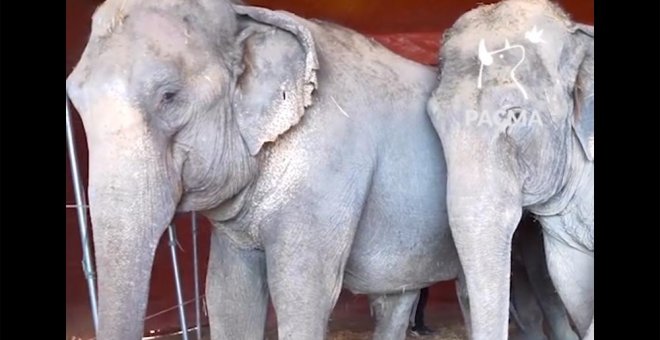 Imágenes de las elefantas accidentadas captadas por el Partido Animalista Pacma.