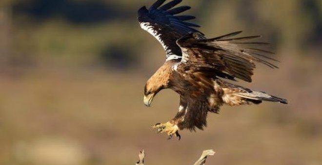 Un águila imperial ibérica. EFE