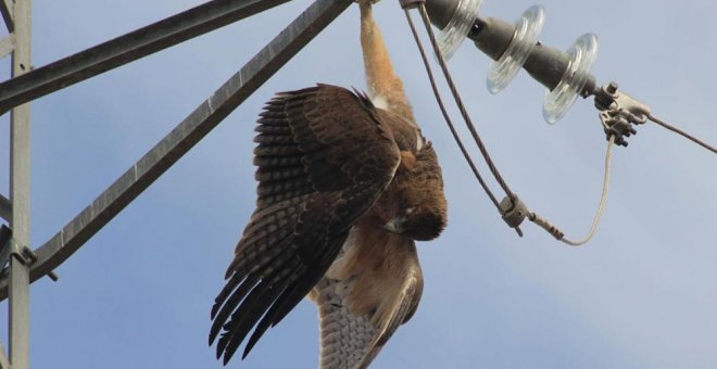 Un ave muerta en un tendido eléctrico. SOS Tendidos Eléctricos
