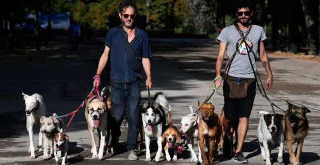 Dos hombres pasean perros en el parque de El Retiro de Madrid. AFP