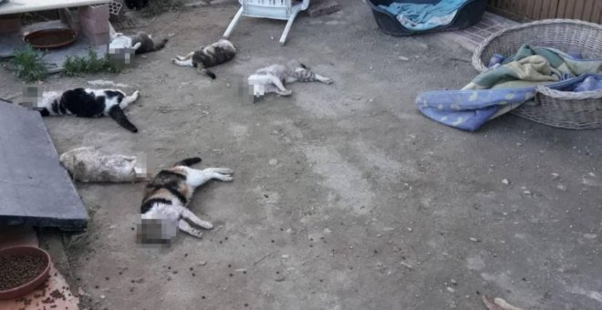 Siete de los nueve gatos asesinados en el albergue de  Sant Vicent del Raspeig. /FELINOS LO MORANT.