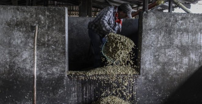 Un trabajador carga granos de café en una planta de procesamiento de café en Ciudad Bolívar, departamento de Antioquia, Colombia. (JOAQUIN SARMIENTO / AFP)