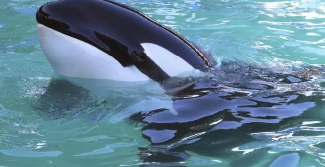 La orca Lolita en el delfinario de Miami./ REUTERS