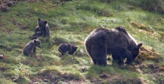 Osas con crías en la Cordillera Cantábrica.. Foto: Fundación Biodiversidad