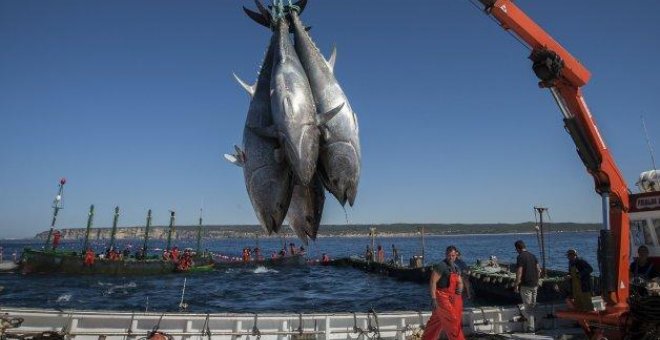Marineros de Barbate (Cádiz) trabajan en la "levantá" del atún rojo EFE/Román Ríos