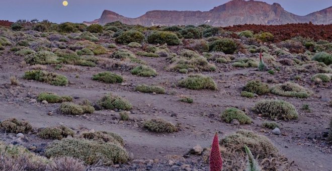 Parque Nacional de El Teide./ IRENE DORTA HERMOSO