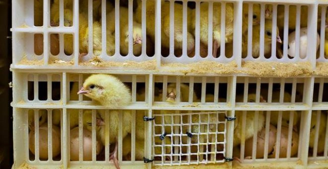 Los pollos son sacrificados por no ser productivos en el ámbito de la industria alimentaria. / Igualdad Animal