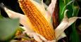 El maíz transgénico MON-810 es el único producto genéticamente modificado cuyo cultivo comercial está permitido en la UE. España acapara la mayor parte. AFP