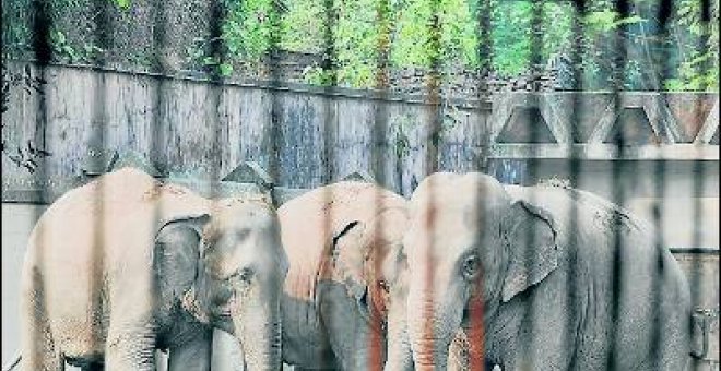 Elefantes en el zoo de Kolkata (India).