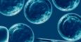 La UE permitirá patentar procesos que implican el uso de células madre