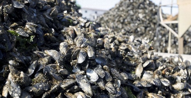 Vista de los mejillones descargados el pasado 18 de agosto en el puerto de Vilaxoan; trabajo del que se han encargado las asociaciones mejilloneras Arousa Norte y Virxe do Rosario, para que la industria pueda continuar con su actividad normal.