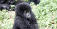 El gorila de montaña, en peligro de extinción.