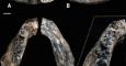 Una mandíbula remonta la aparición del género homo a 2,8 millones de años. /WILLIAM KIMBEL