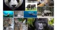 Día de la Tierra 2015: 10 animales en peligro de extinción