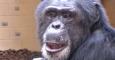 Los chimpancés saben cuándo llevan razón. /GSU