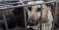 Igualdad Animal entregará firmas en la Embajada de China contra el comercio de carne y piel de perros y gatos.