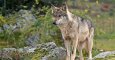La manifestación de este domingo en Madrid exigirá el fin de las matanzas de lobos.