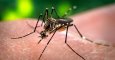 El mosquito Aedes aegypti, responsable de la transmisión del virus del dengue y del Zika. / James Gathany