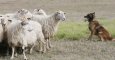 Un perro pastor conduce a un rebaño de ovejas. EFE